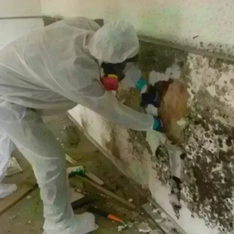 Mold Remediation and Removal in Cove Creek, NC